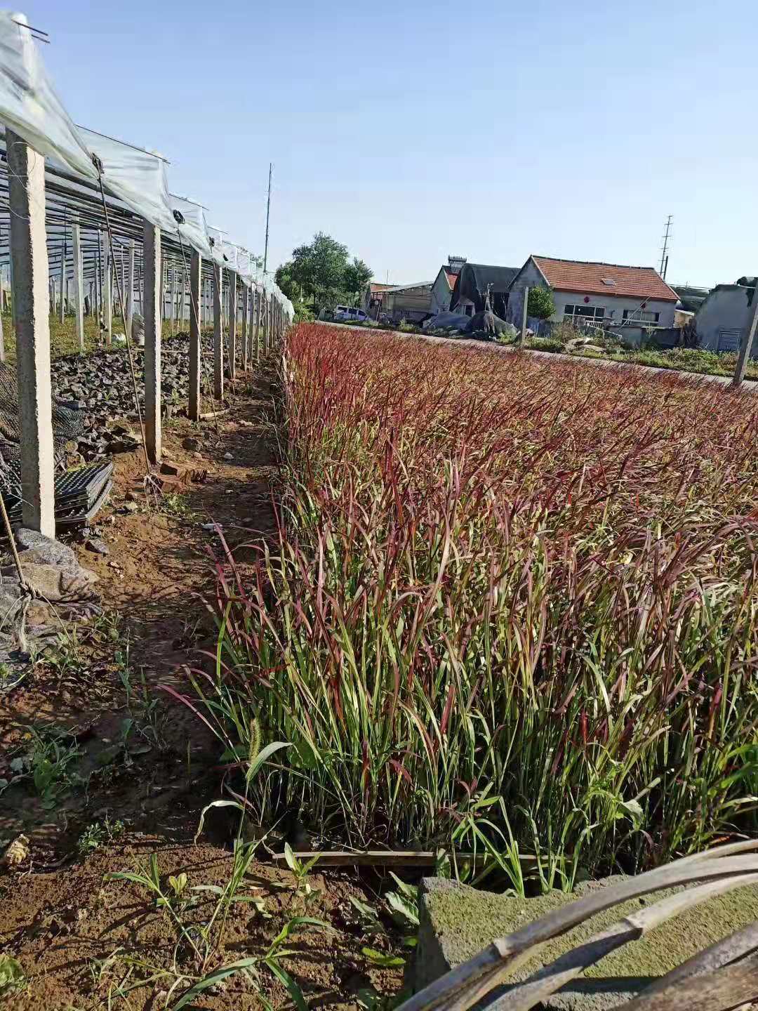 山東日本血草、種植、基地、批發(fā)【臨朐縣福志苗木專業(yè)合作社】