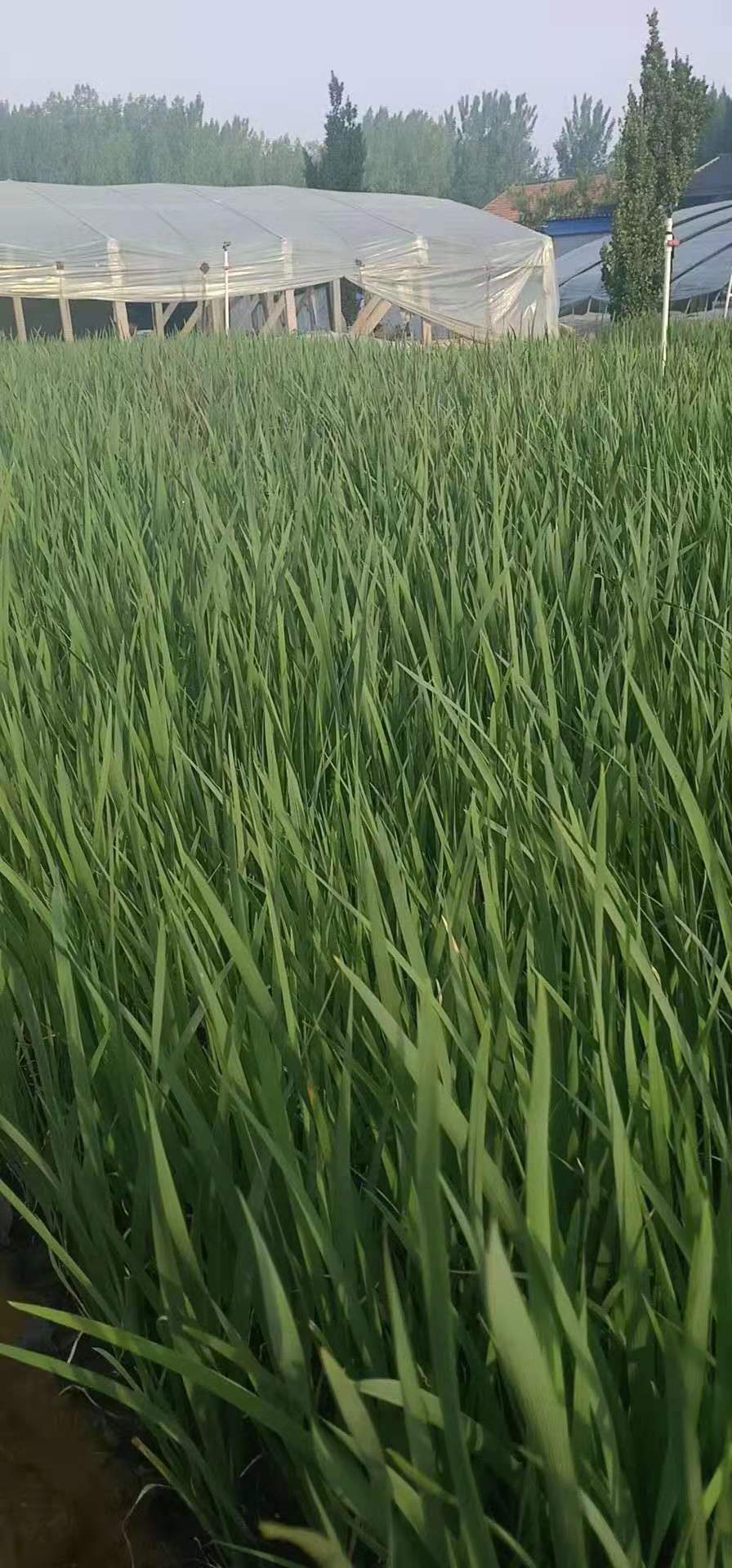 泰安馬蘭、種植、基地、批發(fā)、價(jià)格【臨朐縣福志苗木專(zhuān)業(yè)合作社】