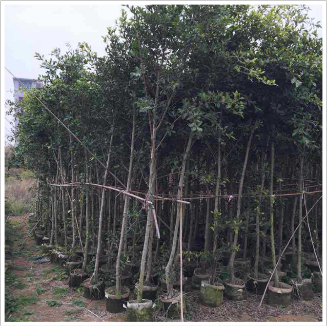 福建小葉榕袋苗廠家-供應(yīng)商-批發(fā)
