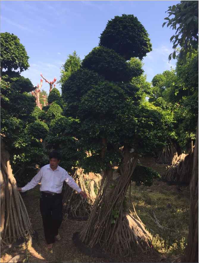 福建架接榕樹(shù)盆景廠家-供應(yīng)商-批發(fā)