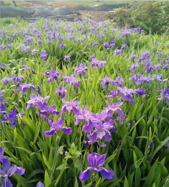 大量出售陸地鳶尾花 水生鳶尾花