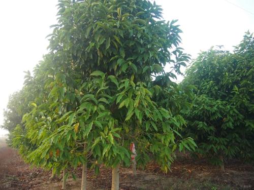 優(yōu)質(zhì)的玉蘭苗木種植基地