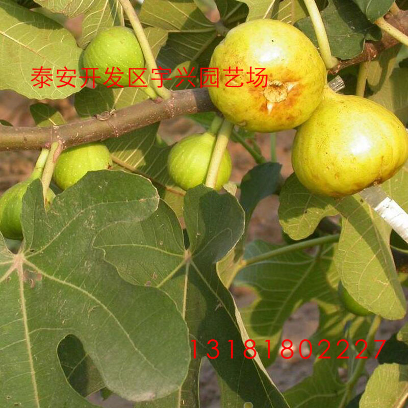 采購無花果批發(fā) 采購無花果苗