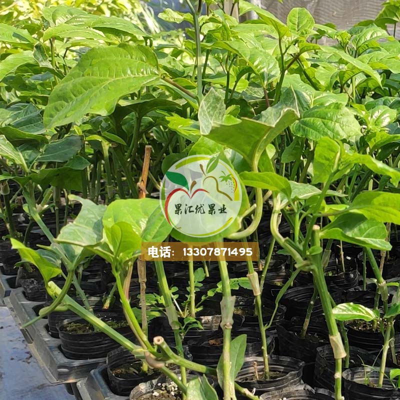 黃金百香果苗，百香果，黃金百香果，甜百香果