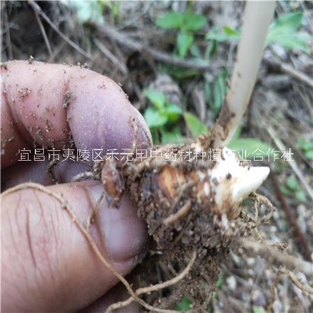 重樓七葉一枝花種苗批發(fā)購銷