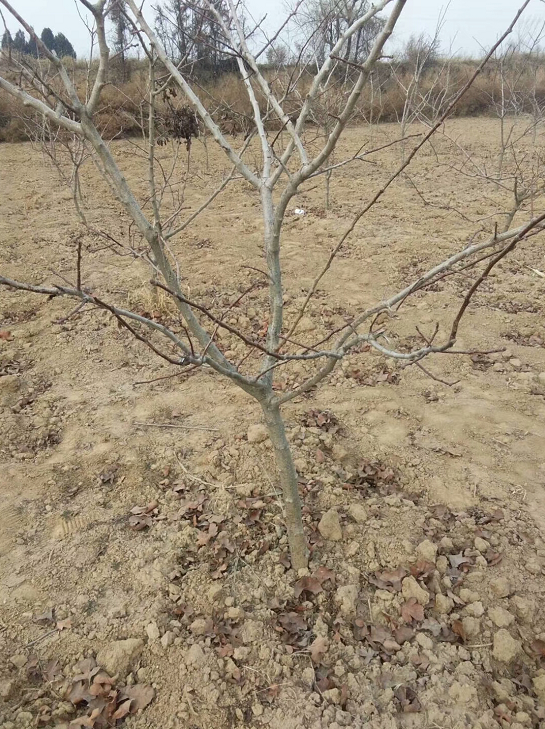 山楂樹(shù)廠家直銷