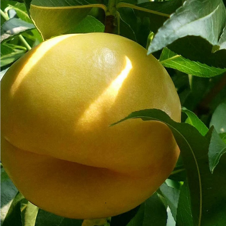 黃桃苗品種黃桃樹苗 黃油蟠桃苗