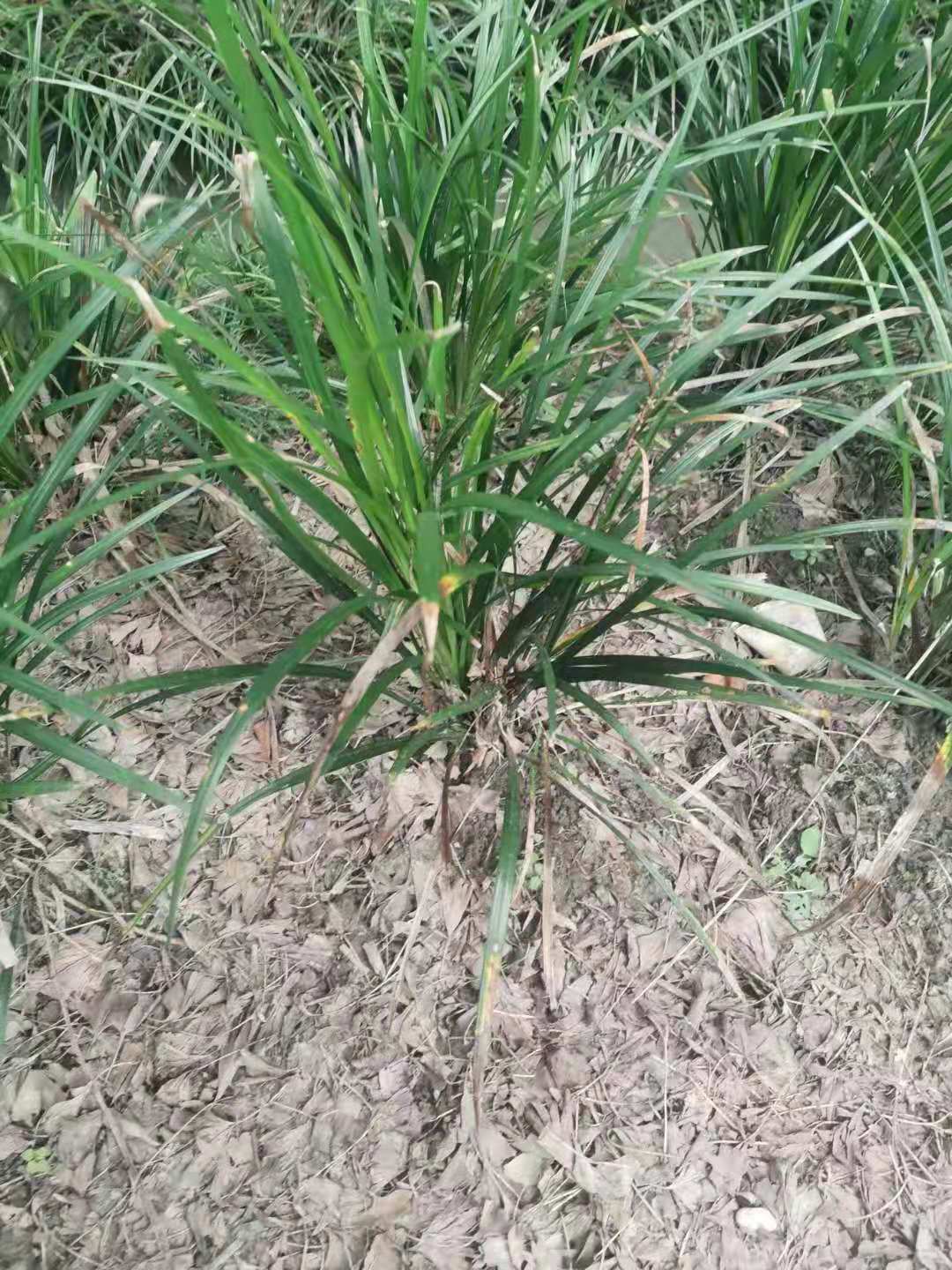 吉祥草富貴草種植批發(fā)價格