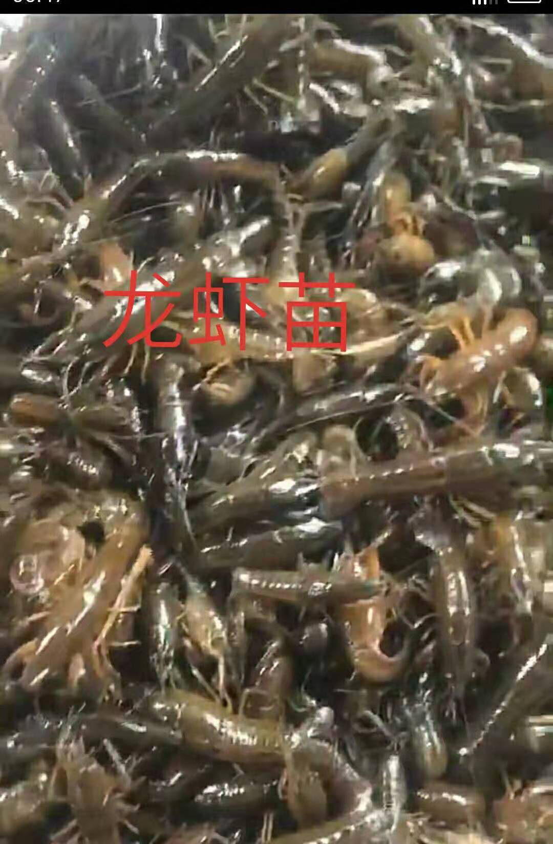 龍蝦苗養(yǎng)殖價格|溫州小龍蝦苗養(yǎng)殖場| 小龍蝦養(yǎng)殖市場 龍蝦苗養(yǎng)殖價格