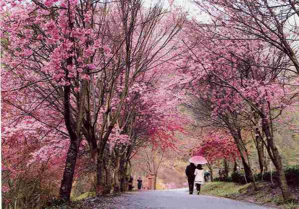 紅粉佳人櫻花、種植、基地、批發(fā)【福建三明牡丹櫻花專業(yè)種植】