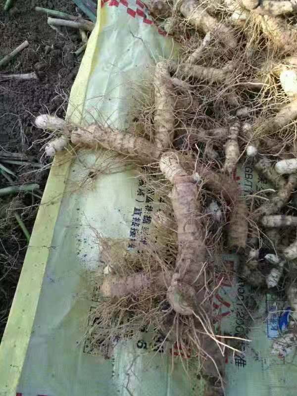 廣東玉竹種苗供應、廠家、銷售、價格【湖南名博農業(yè)科技有限公司】