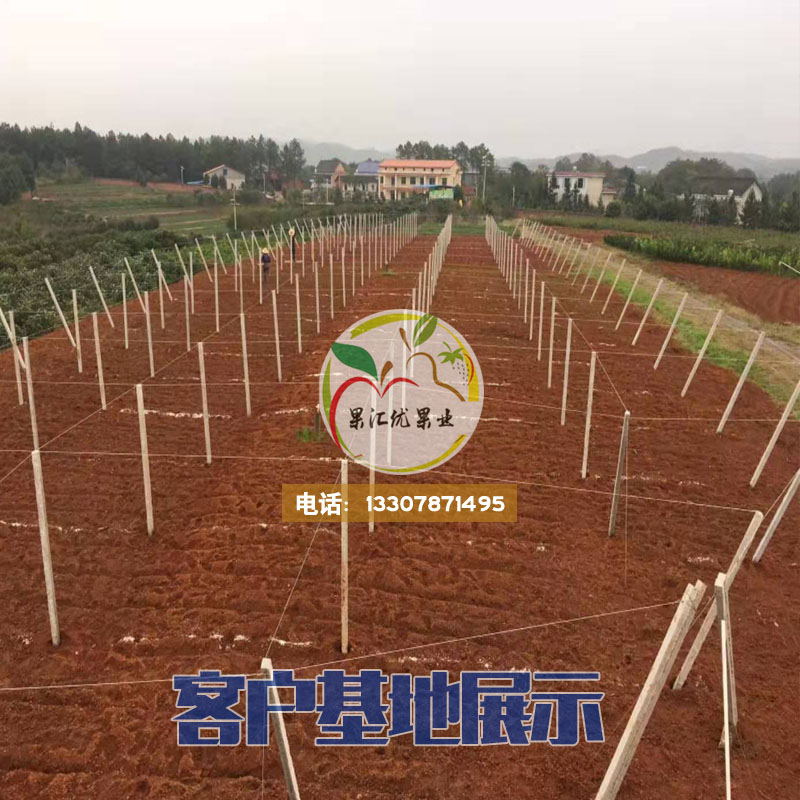 百香果苗，無毒嫁接苗，黃金百香果苗嫁接苗 百香果嫁接苗
