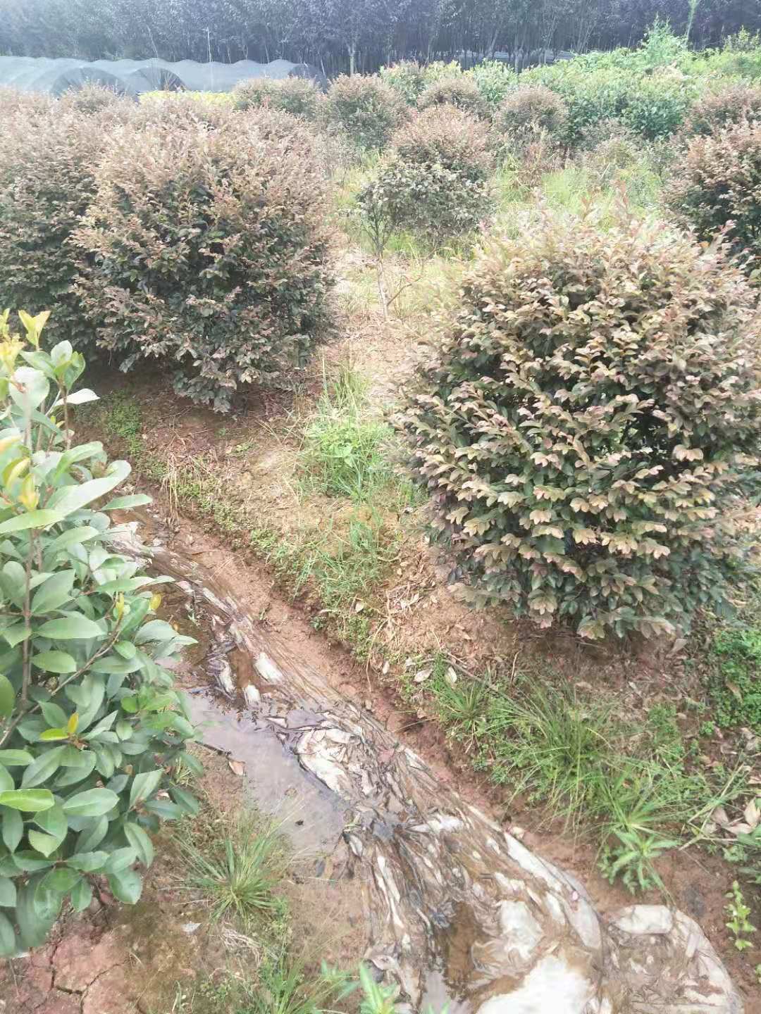 湖南紅繼木球種植基地 紅繼木球哪里的有賣 紅繼木球批發(fā) 紅繼木球