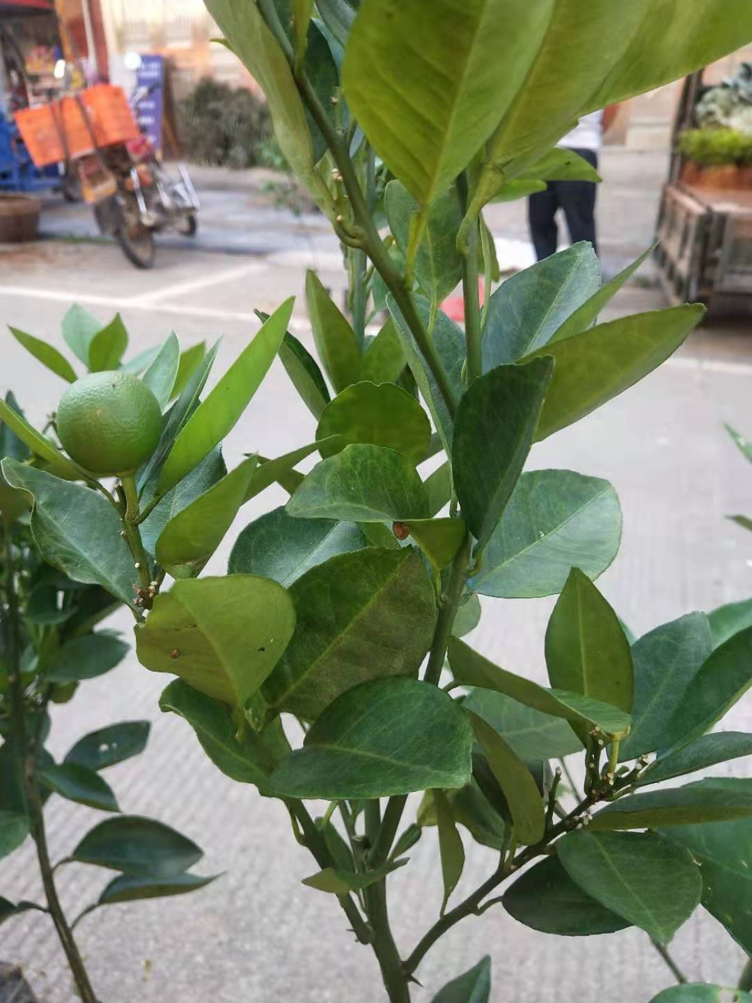 廣西批發(fā)柚子苗基地/批發(fā)商直銷價格