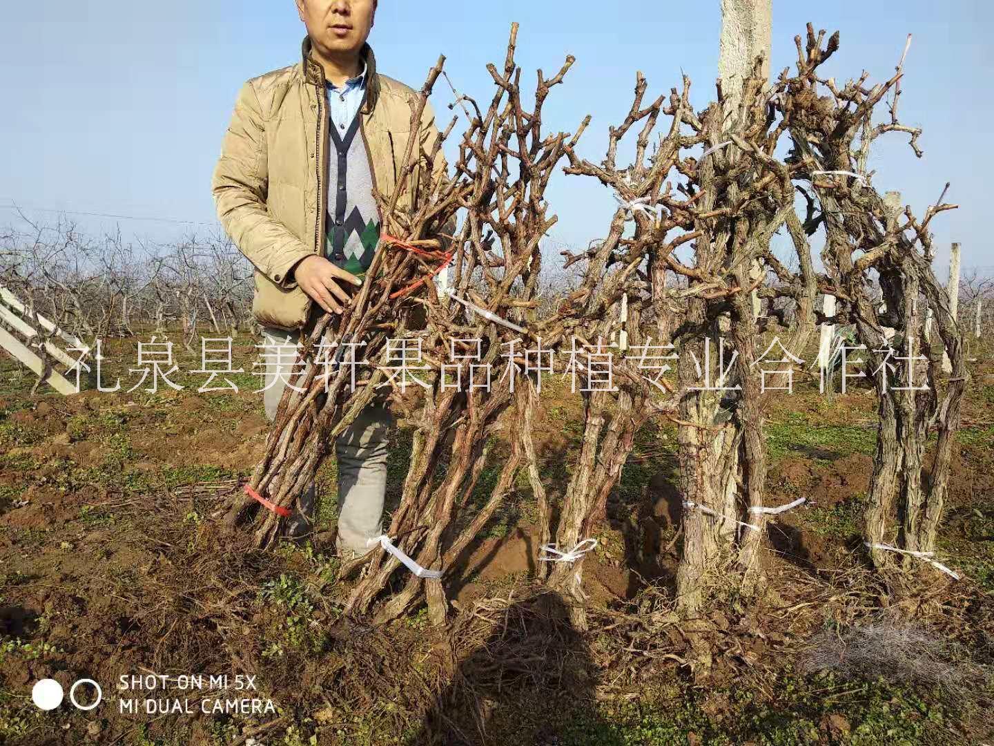 供應(yīng)占地葡萄樹苗 陜西周邊占地葡萄樹基地直銷