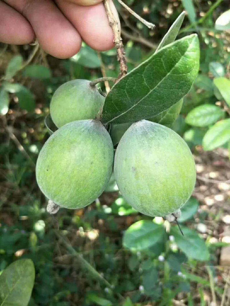 香菲果苗批發(fā)基地電話(huà)【鄱陽(yáng)縣歡樂(lè)果園果樹(shù)種植專(zhuān)業(yè)合作社】