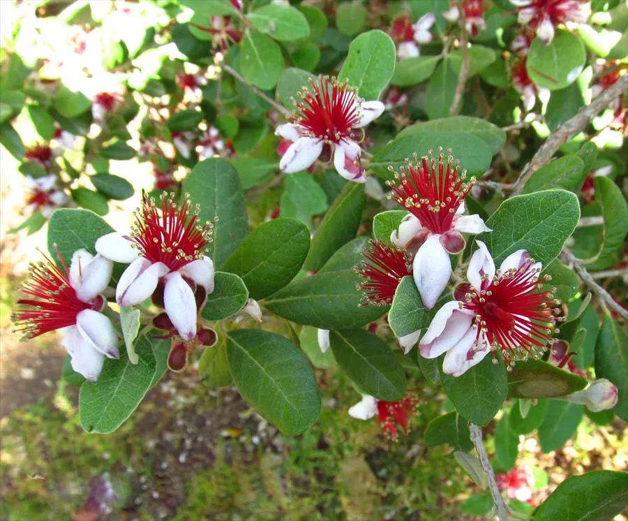 香菲果苗、香菲果苗價格、香菲果苗批發(fā)基地廠家*