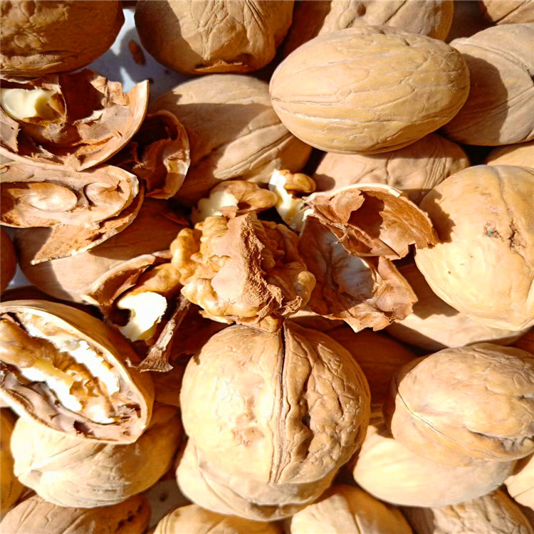 嫁接核桃苗  嫁接核桃苗價格_