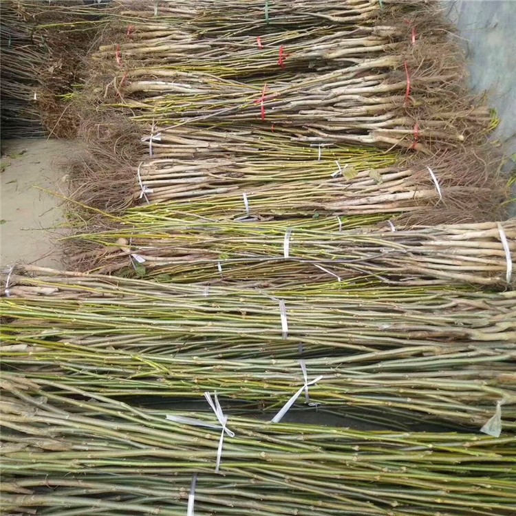 嫁接核桃苗  嫁接核桃苗價格_