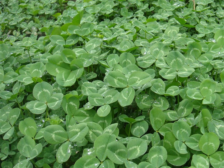 廣東陽江白三葉草籽基地-廣東陽江白三葉草籽批發(fā)價格【陽江市陽東區(qū)正和園林工程有限公司】