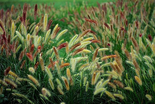 廣東陽江狗尾草草籽基地-廣東陽江狗尾草草籽批發(fā)價(jià)格【陽江市陽東區(qū)正和園林工程有限公司】
