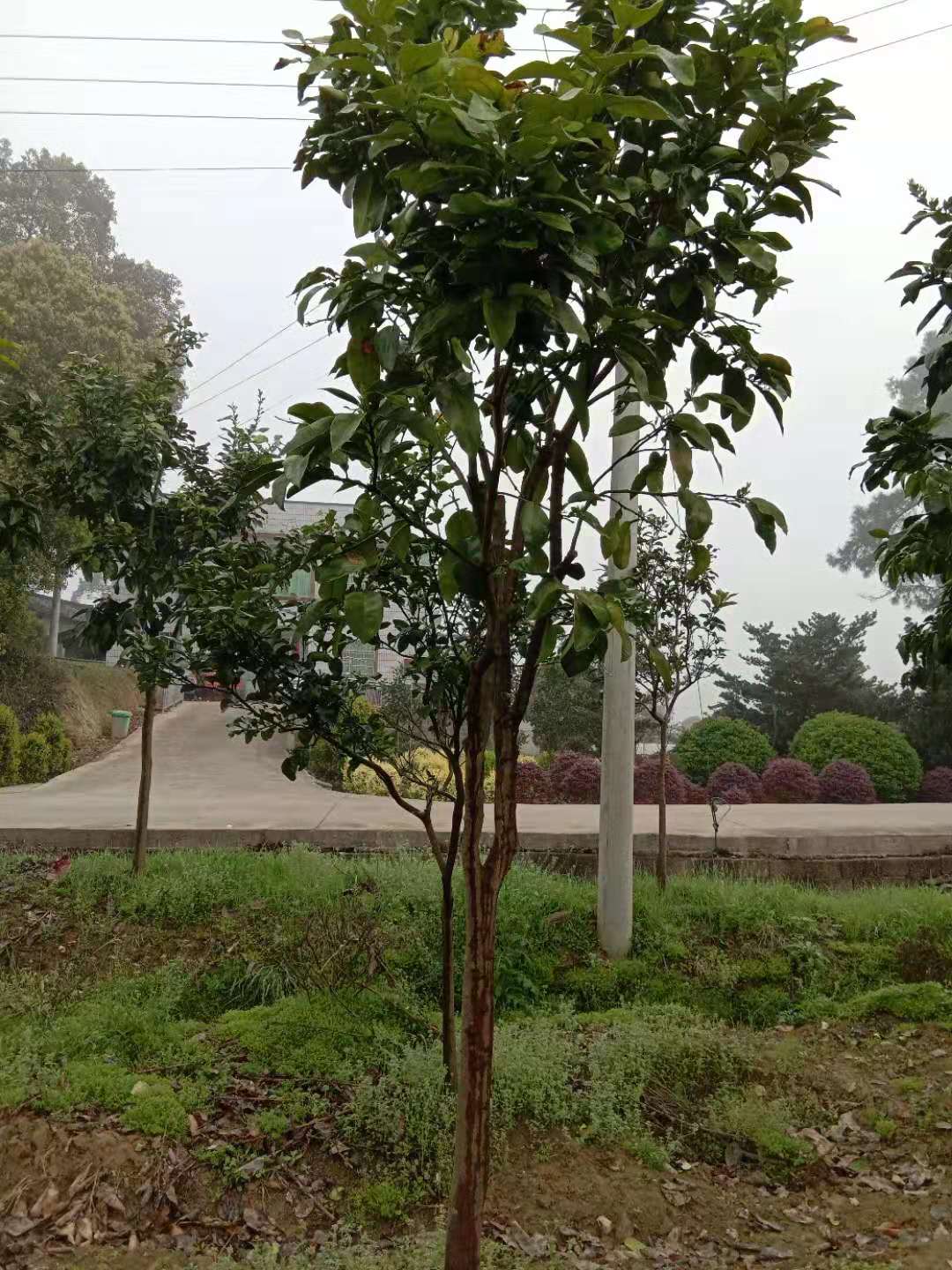 湖南柚子樹種植基地