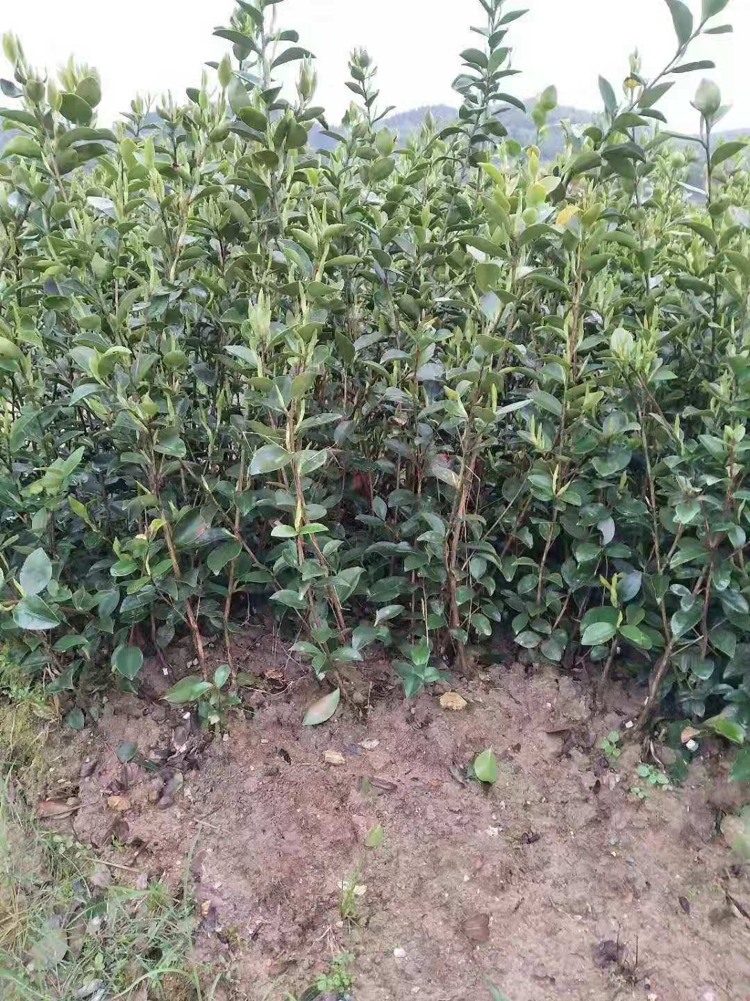 優(yōu)質(zhì)高產(chǎn)長林油茶苗供應(yīng) 長林油茶苗價格 優(yōu)質(zhì)嫁接長林油茶苗