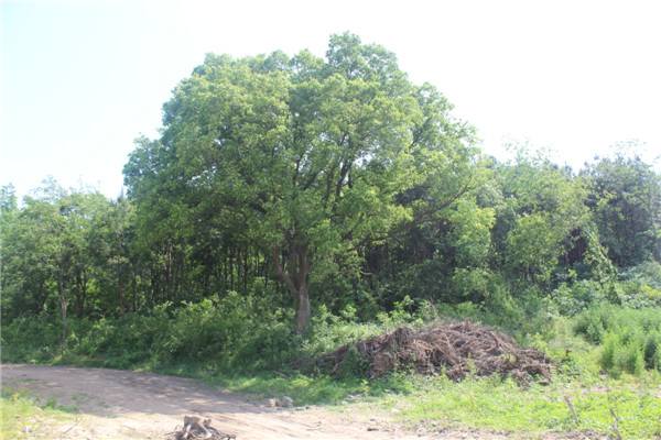 南京市樸樹價(jià)格 批發(fā)各種規(guī)格樸樹苗批發(fā)