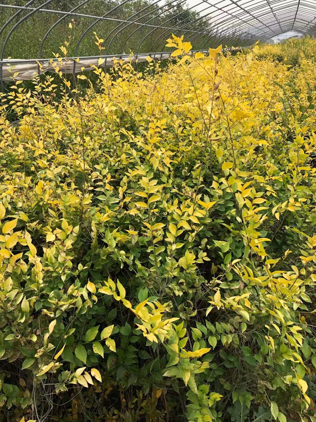 金葉榆樹苗種植基地 金葉榆 供應(yīng)