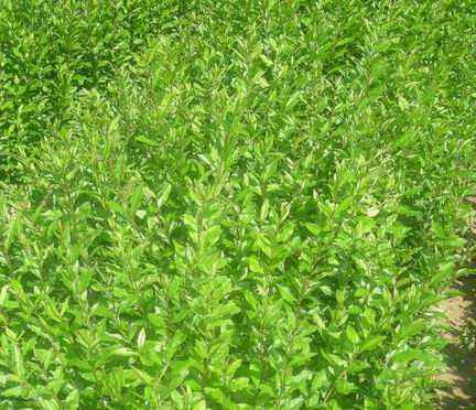 河北水蠟、種植、基地、批發(fā)、價(jià)格【曲陽(yáng)縣穎坤帆苗圃場(chǎng)】