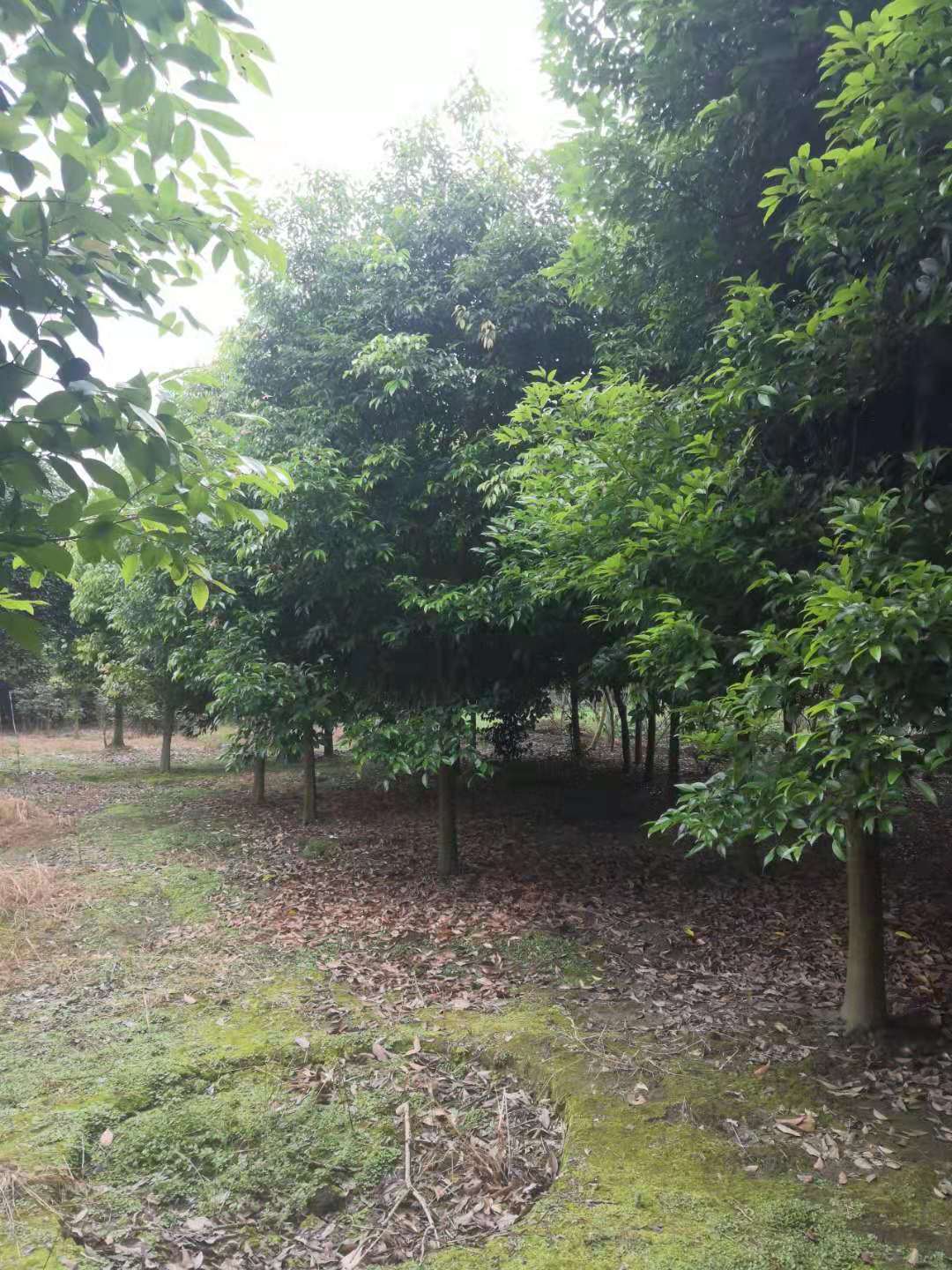 天竺桂樹批發(fā)價(jià)、成都天竺桂銷售、供應(yīng)商、市場(chǎng)價(jià)【溫江華成園藝場(chǎng)】