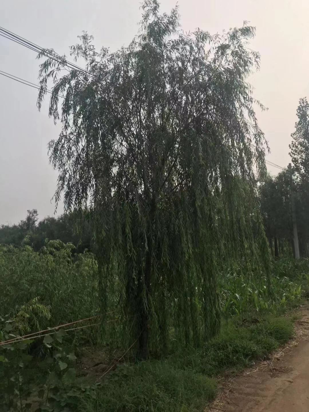 供應(yīng)優(yōu)質(zhì)！廣東省落葉喬木基地直銷！垂柳(原生1-30公分)（平頭1-4年）綠化苗木歡迎選購(gòu)