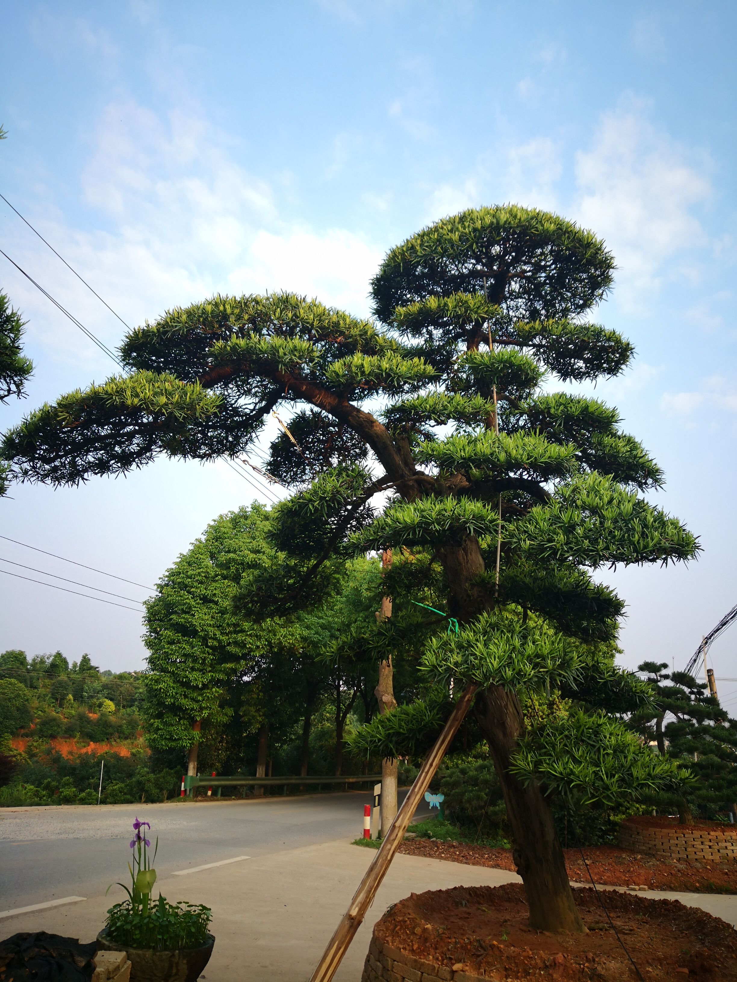 湖南彎桿異型藝術(shù)造型羅漢松種植基地-湖南造型羅漢松哪里最多-大型羅漢松造型廠家直銷批發(fā)價(jià)格【瀏陽市柏加鎮(zhèn)萬達(dá)苗圃】