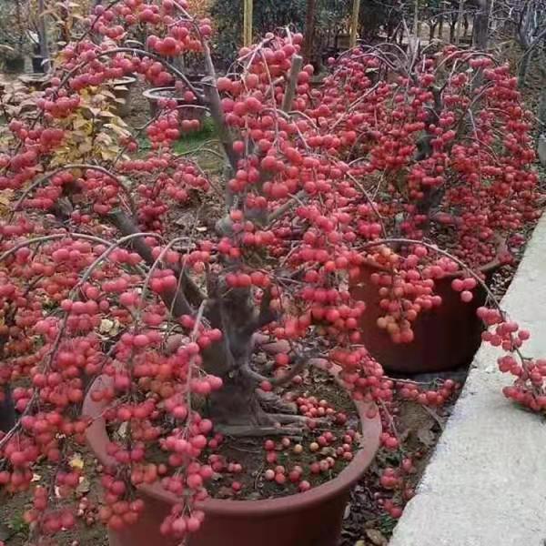 垂絲海棠種植基地 海棠樹苗