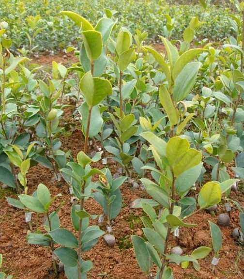 油茶苗培育基地高產(chǎn)大果油茶苗，油率高、易成活