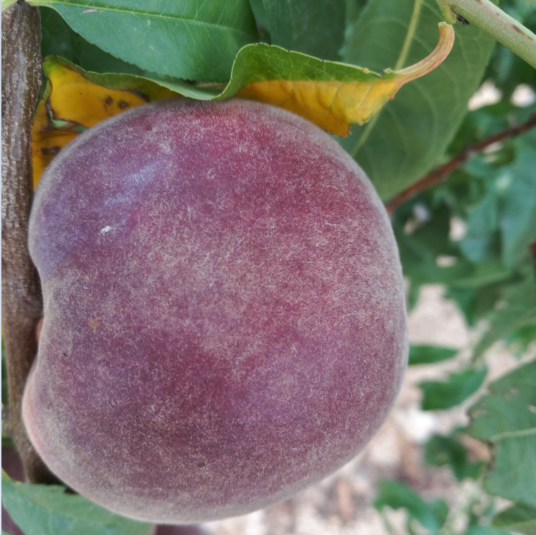 黑桃苗廠家 新品種桃樹苗批發(fā)