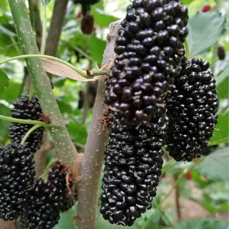 果桑苗批發(fā) 大型玫瑰桑果苗批發(fā)