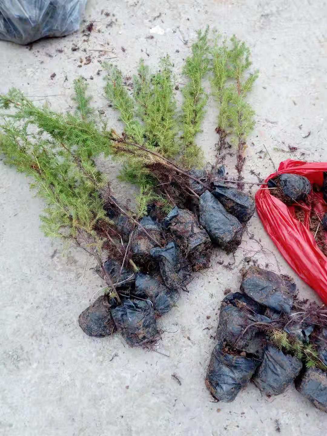 各種規(guī)格柏樹苗批發(fā)價格  川柏訂購基地直銷  盆栽苗出售