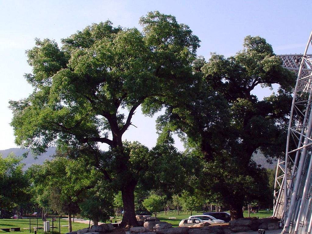 【江蘇邳州市順發(fā)銀杏苗木基地-山東12公分國槐多少錢】