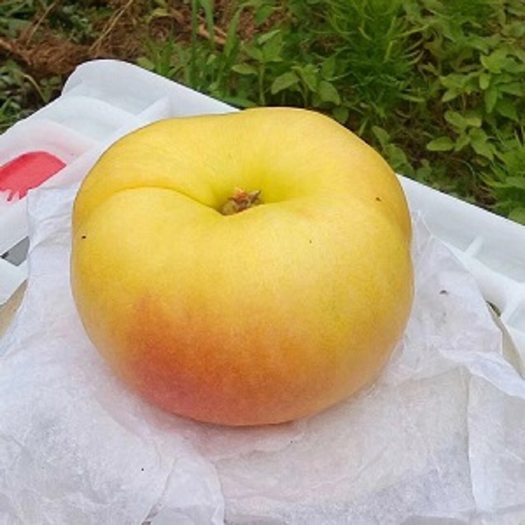 新品種桃樹(shù)苗黃桃苗批發(fā)
