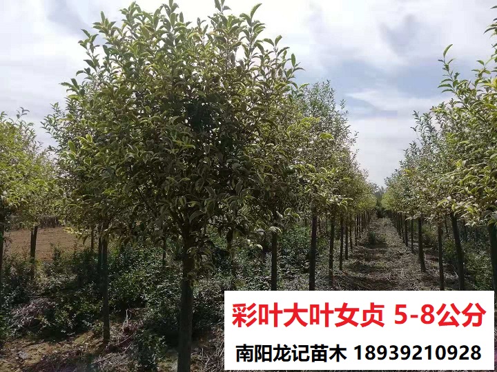 歐洲三色女貞價格，批發(fā)，種植【南陽龍記苗木】