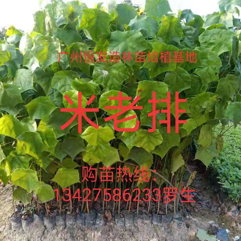 廣東廣州米老排苗批發(fā)價格_多少錢一株【廣州恒發(fā)造林綠化苗木基地】
