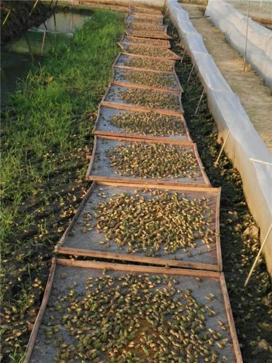 青蛙養(yǎng)殖怎么樣青蛙養(yǎng)殖成本利潤(rùn)