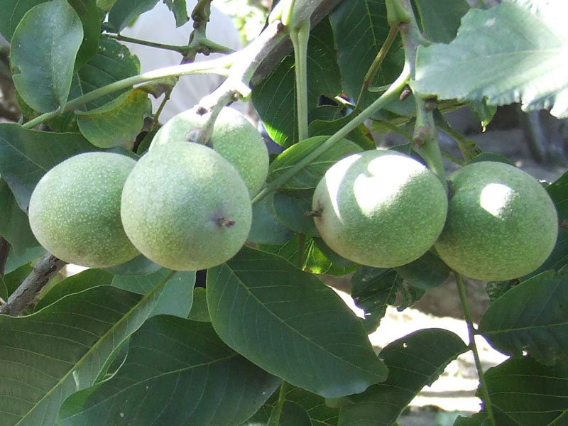 銷售優(yōu)質(zhì)鄭州果樹研究所 核桃苗木