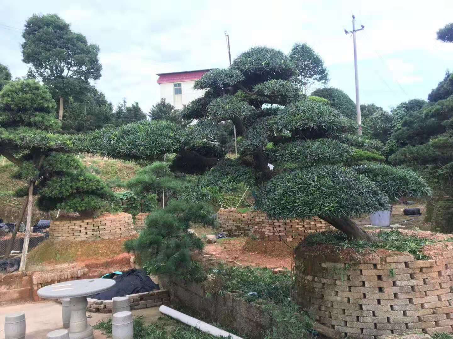 湖南造型羅漢松的價(jià)格一般是多少 庭院景觀造型羅漢松哪里最多，哪里有-廠家直銷價(jià)格【瀏陽(yáng)市柏加鎮(zhèn)萬(wàn)達(dá)苗圃】