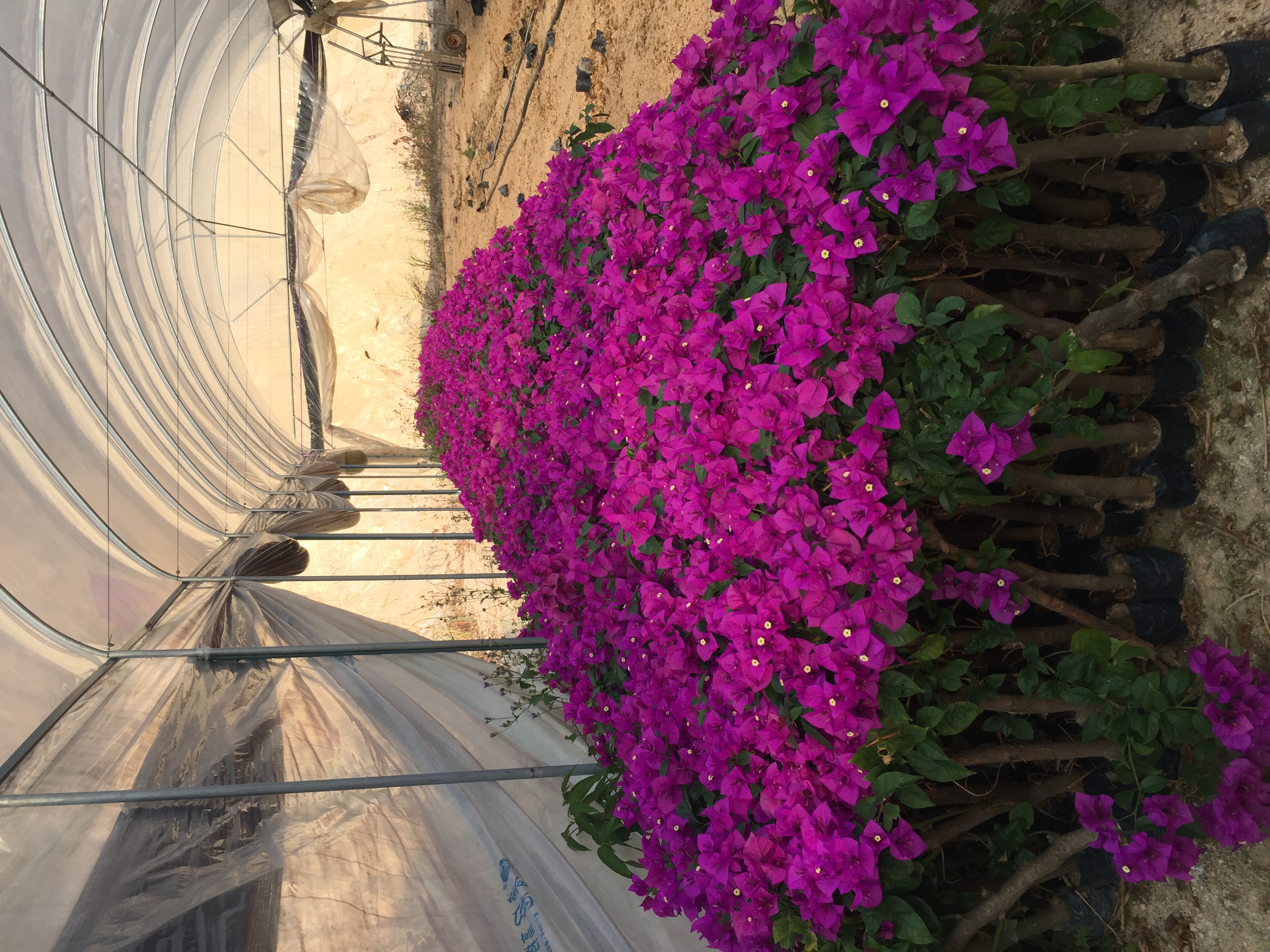 福建云南紫三角梅樹苗種植基地直銷批發(fā)報價價格