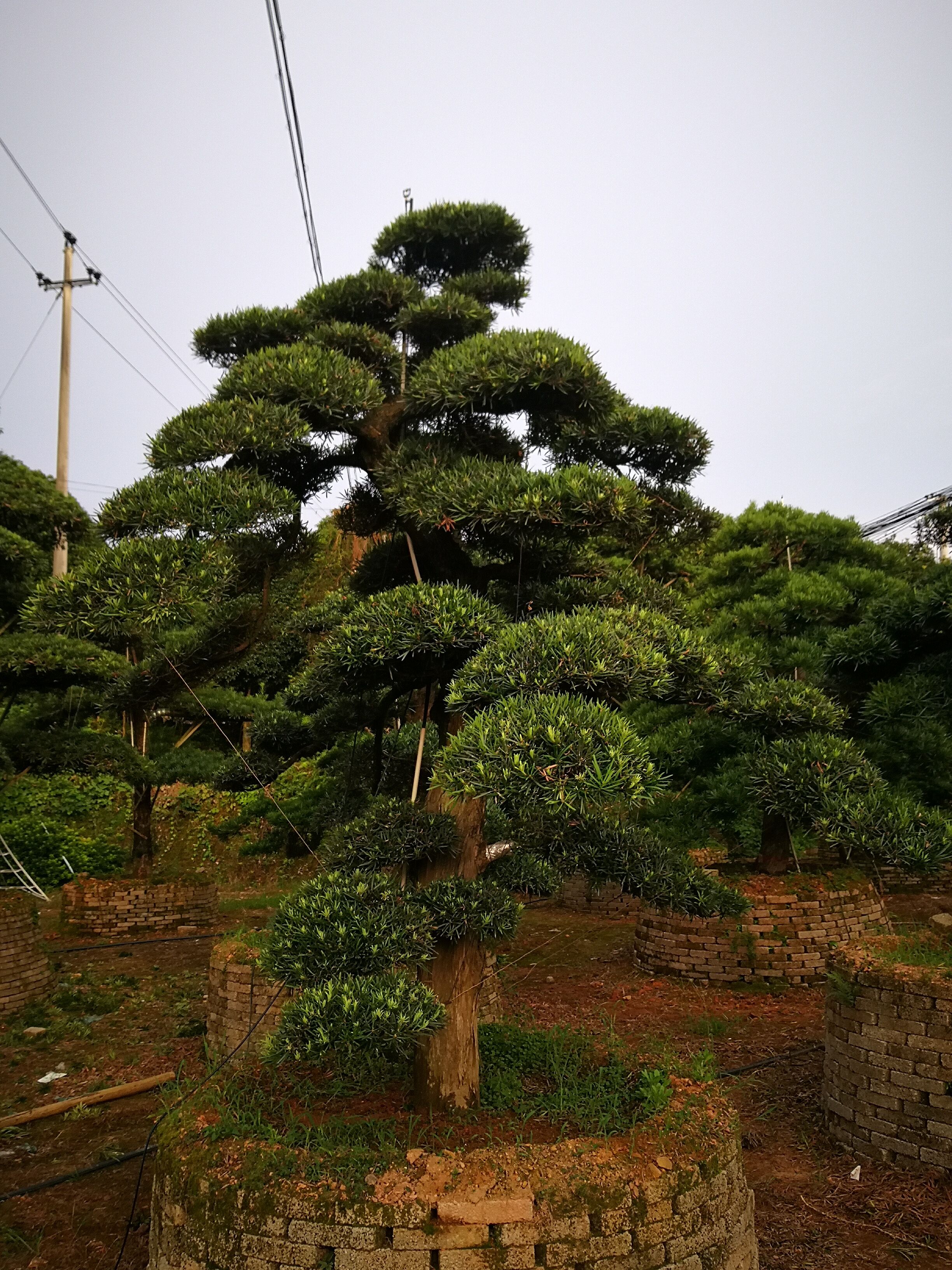 冠幅3米園林假山配景造型羅漢松產(chǎn)地種植基地在哪里？湖南4米-5米臨水式造型羅漢松哪里最多？廠家價格【瀏陽市柏加鎮(zhèn)萬達苗圃