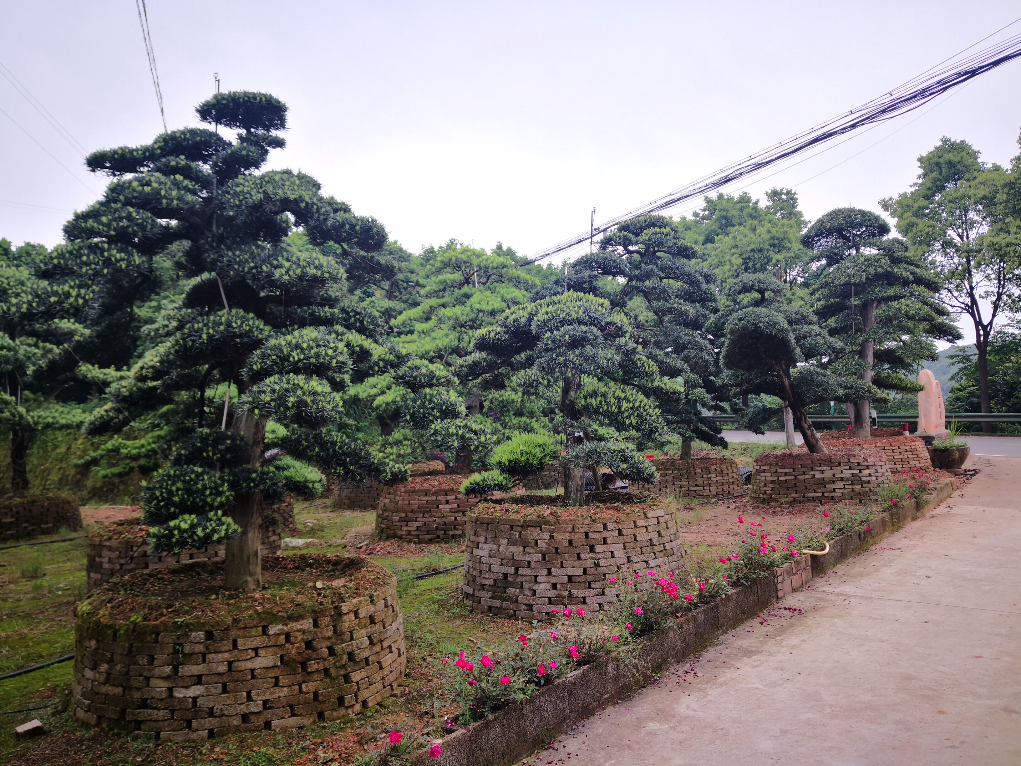 冠幅3米園林假山配景造型羅漢松產(chǎn)地種植基地在哪里？湖南4米-5米臨水式造型羅漢松哪里最多？廠家價格【瀏陽市柏加鎮(zhèn)萬達苗圃