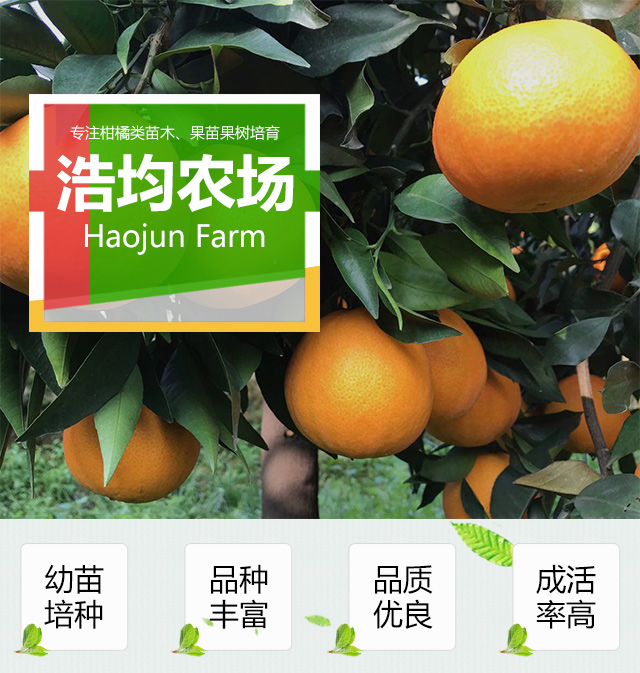 浙江金華無(wú)籽沃柑杯苗基地-浙江金華無(wú)籽沃柑杯苗批發(fā)價(jià)格【金華市金東區(qū)浩均家庭農(nóng)場(chǎng)】