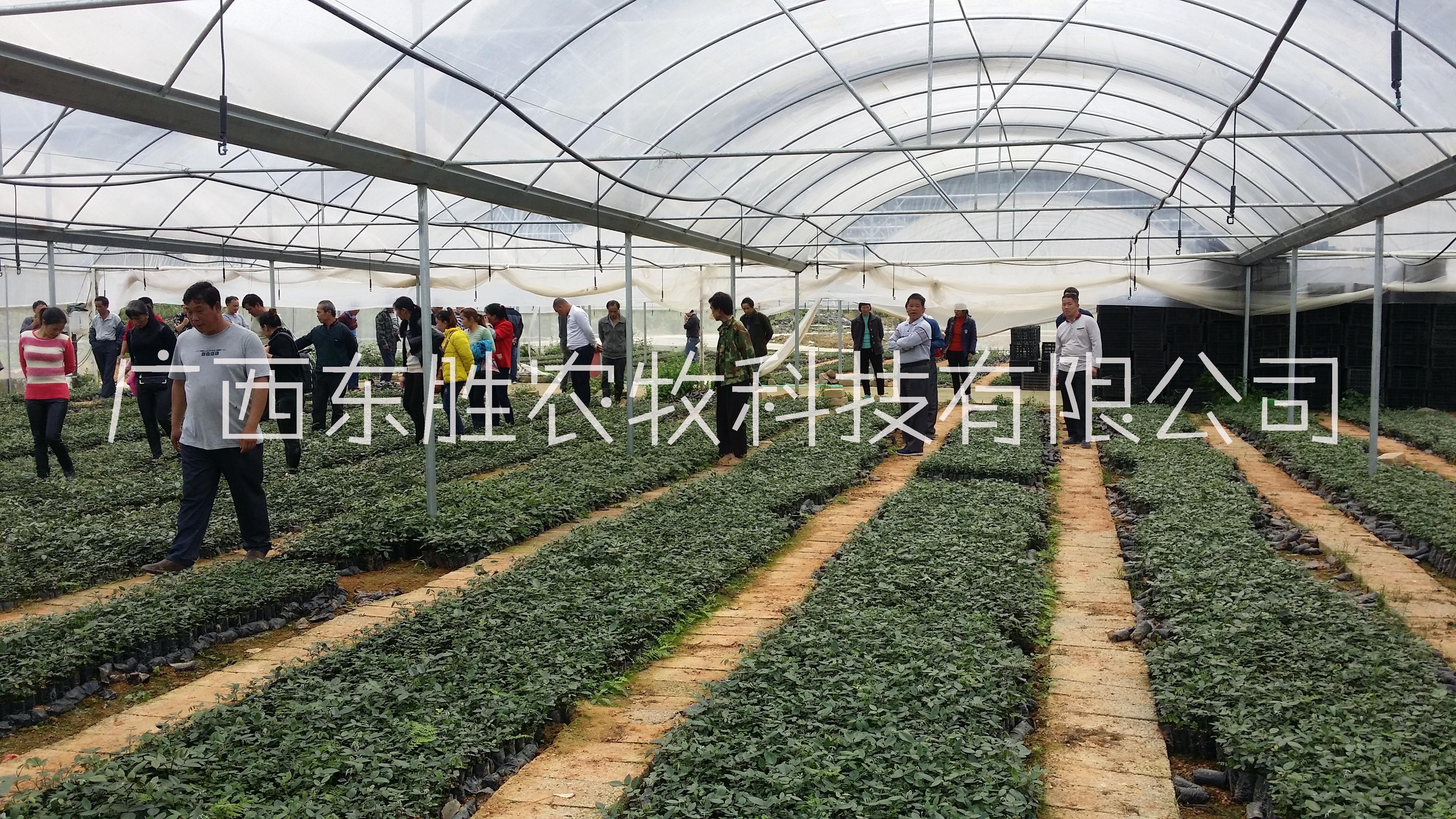 山豆根苗木生產(chǎn)批發(fā)  山豆根苗價格  原生態(tài)農(nóng)場山豆根苗出售 河池山豆根苗木生產(chǎn)批發(fā) 廣豆根杯苗出售 山豆根苗圃